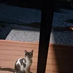 Luxecocottage Apartament *