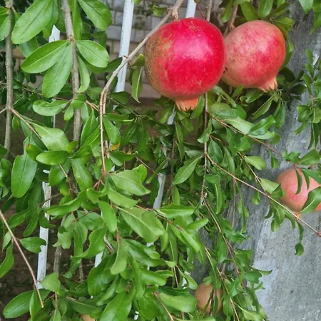 Luxecocottage * Podgorica