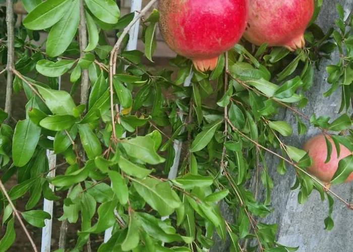 Luxecocottage * Podgorica