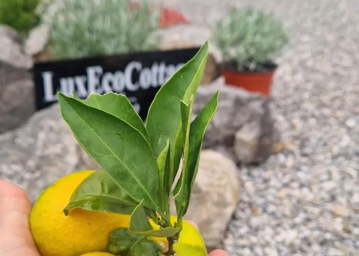 Appartement Luxecocottage *